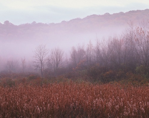 Foggy Marsh, Sparta Mountains, Sussex County, NJ (MF).jpg